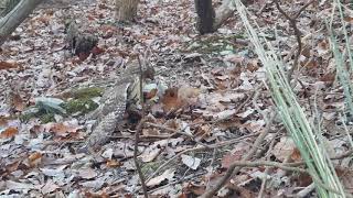 Amazing! Hawk attacks squirrel!! Squirrel fights back!!! shocking ending!!! don't look away Profile
