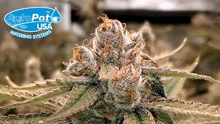 Clone To Harvest - Square1 Genetics Wedding Cake x Banana Butter Cups | Autopot Easy2Grow