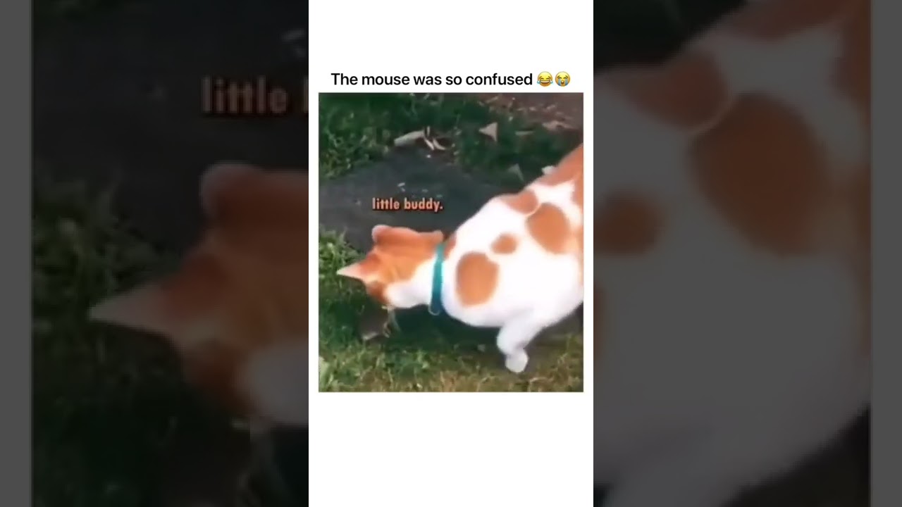 tom and jerry in alternate universe