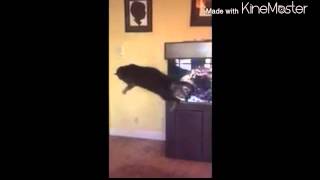 cat flip slow motion