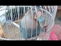 Inila Burung Lovebird Suara Begitu Menggoda Mp3 - Mp4 Download