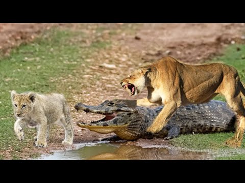 Lion Rescues Lion Cub From Crocodile Attack - YouTube