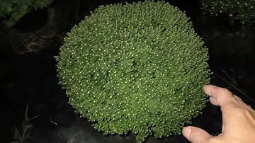 Cách trồng cúc mâm xôi Tết 2025 phần 18 - cập nhật 30/11 Âm Lịch