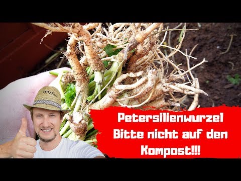 Video: Pflege von Petersilienwurzelpflanzen - Wie man Petersilienwurzel anbaut