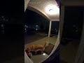 🐕🐱🌩️ Dog Protects Cat During Thunderstorm — Caught on Doorbell Camera