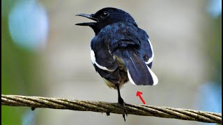 Download lagu Oriental magpie robin relaxing /Birds call /Birds singing