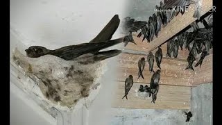 Wow.....!!Rumah walet kecil / rbw sederhana ~ suara inap burung walet