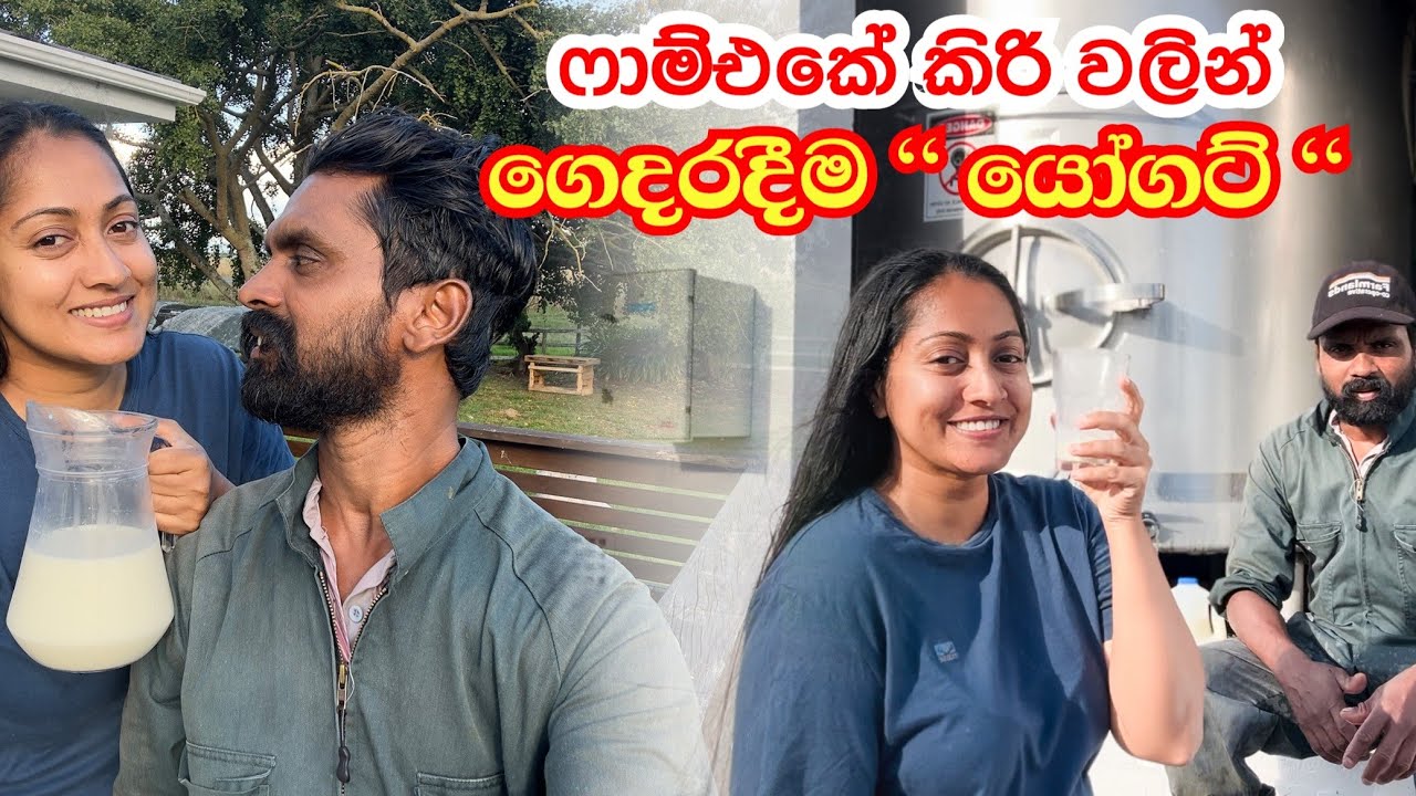 නැවුම් කිරි වලින්  ගෙදරදීම රස යෝගට් 🙊 |  ෆාම් එකේ ගහෙන් කඩන් කාපු ඇපල් 🍎🍎 🇳🇿 🇱🇰  @dilinithrimanna