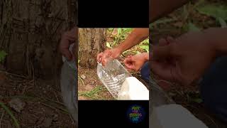 DIY Organic Pest Control: Chemical-Free Garden 🥬
