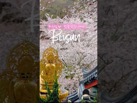 부산 기장 이런 곳 있었어..? 사람 없는 벚꽃 사찰 발견🌸 (소원사)