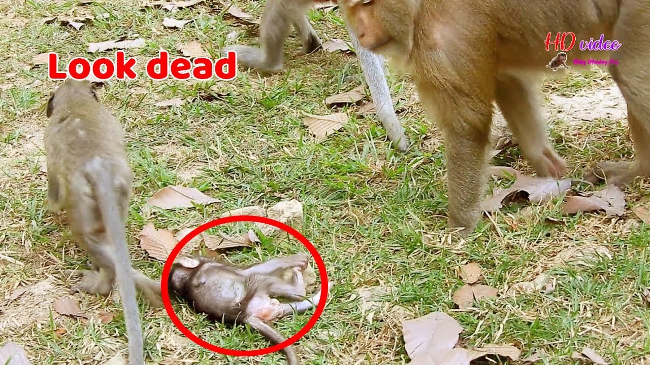 LOOK TO DEAD ! Baby Jayden act drama need mom attention fail, Cara come to wake up baby Jayden