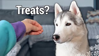 Feeding My Dog Invisible Treats