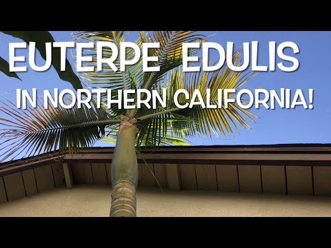 Video: Euterpe Palm