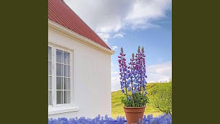 Under the Same Magnolia