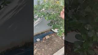 Download Lagu lapor boz MP3