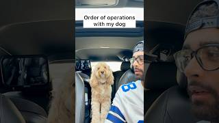 Mini Cockapoo Knows Order Of Operations