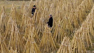 竹の寒干しが最盛期