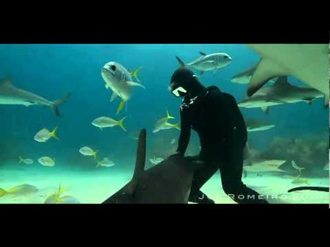 Killer Sharks (Malagueña Salerosa) AMAZING سمك القرش القاتل