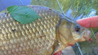 Рыбалка - ассорти. Ловля крупного карася, судака и щуки(сентябрь) My fishing