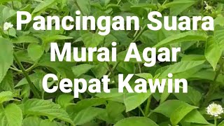 Pancingan Suara Murai Kawin Suara Gemericik Air