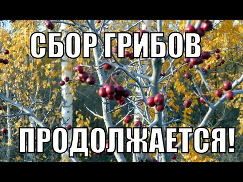 ГРИБЫ Рядовки,говорушки,опята,вешенки/Сбор ГРИБОВ/Грибы Саратовской области.Грибы 2021
