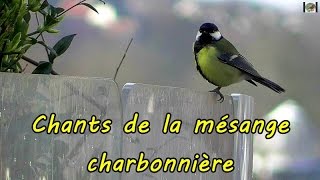Mesange Charbonniere, Plusieurs Chants