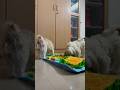 Dog enrichment #dogtraining #dog #dogshorts #doglife #viralvideo #viralshorts #funnydog #enrichment