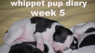 whippet pup diary week 5 by moucher outdoors 5,157 views 10 years ago 3 minutes, 50 seconds