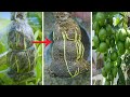 How to propagate lemon tree from cuttings  grow lemon from cutting 100 successgrafting lemon trees