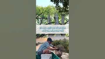 Cà Mau: Hiệu quả từ mô hình nuôi tôm rừng sinh thái | Bình Minh Capital | 1900 866 636