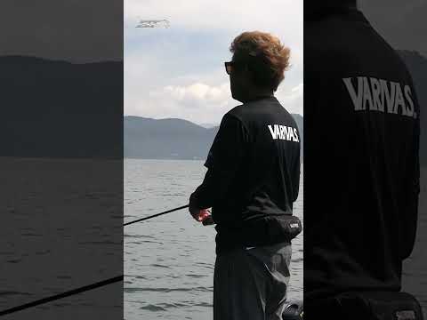 バスよりアグレッシブなヤツ【Vish 奥田学ビッグセオリー】 #shorts