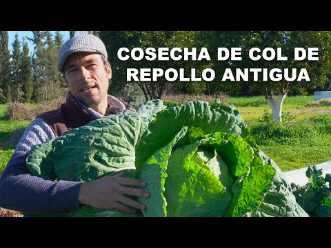 Video: Repollo Kvasim para el invierno: la forma más antigua