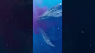 the bloop vs el gran maja di lautan samudra..