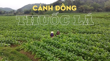 Cánh đồng Thuốc Lá nhiều nhất Cao Bằng@nangcaobang