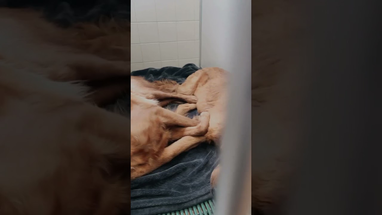 Corn Cob Results In Pup Almost Being Euthanized