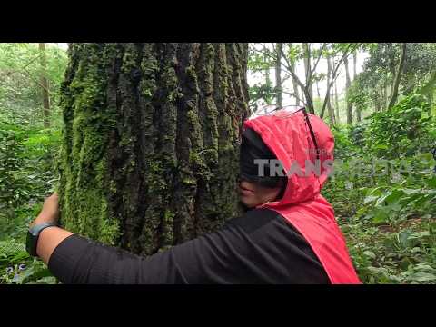 FOREST BATHING: KE HUTAN SEBENTAR OVERTHINKING AUTO BUBAR