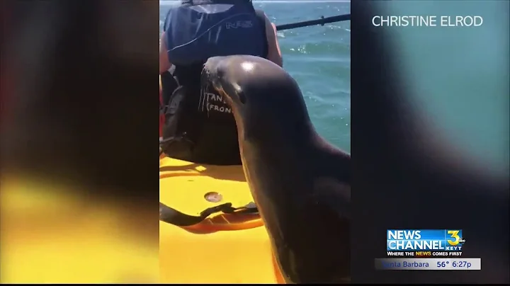 Sea lion hitches a ride with Santa Barbara kayakers