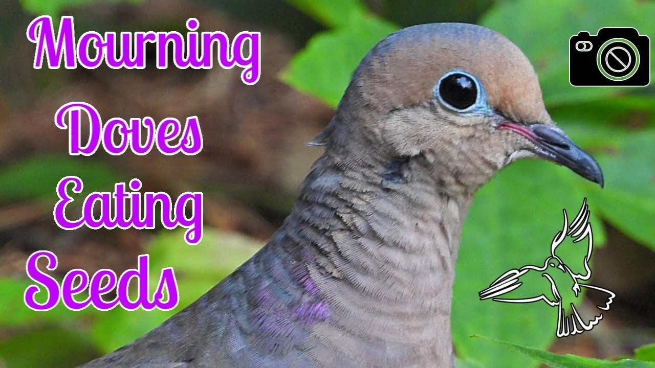 Mourning Doves Eating Seeds YouTube