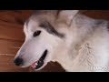 video 2. Alaskan Malamute pelo corto.