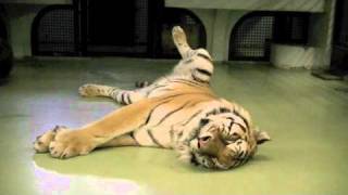 開脚して休むアムールトラのリング