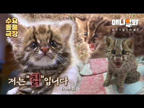🎬애니멀봐 동물극장🎬 저는 ＂칡＂입니다ㅣ주연: 삵 조연: 칡ㅣ🎬<strong>SBS</strong> Animal’s Animal Theater🎬ㅣMain Character: <strong>Leopard</strong> Cat
