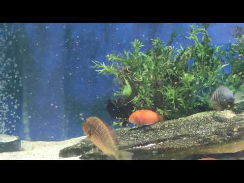 Tropheus Brichardi Bulombora and Moorii Golden Kazumba. Трофеусы Буломбора и Голден Казумба.