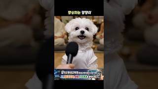 명상하는 댕댕이 #강아지쇼츠 #강아지ai #강아지인터뷰 #멍터뷰
