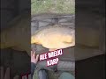 ale wielki karp , nie dam rady go podnieść