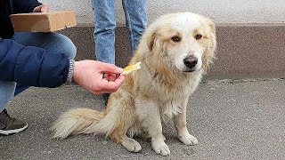 Lonely Homeless Dog Keeps Following People Hoping Someone Will Take Him Home