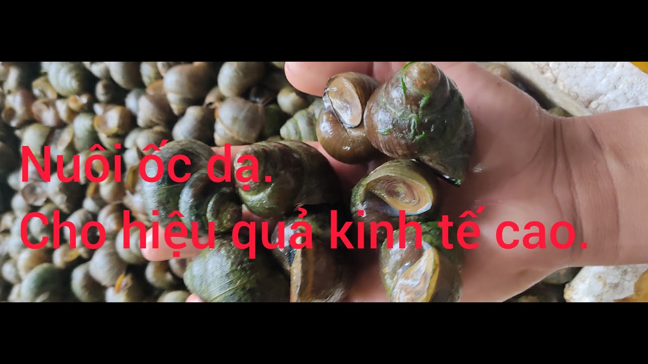 Nuôi ốc dạ trên ruộng lúa, chia sẻ kinh nghiệm nuôi ốc cho hiệu quả ...