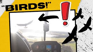 "Did We Hit One?" - Birds Fly Through Our R44 Helicopter's Flight Path on Approach