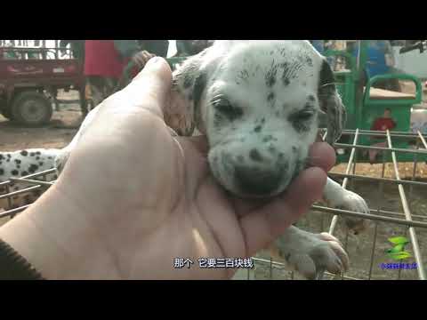 狗市偶遇纯种斑点狗，30天的幼犬只卖三百块，为啥小伙却不建议买