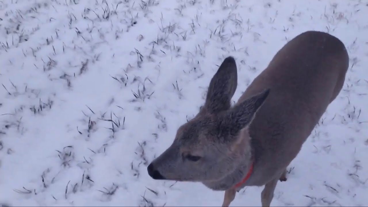 Приручаем стадо косуль. Кого выберет Мара
