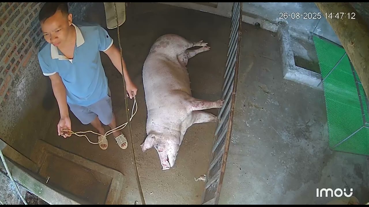 Trời mưa to ngập lụt heo nái đã không qua khỏi 